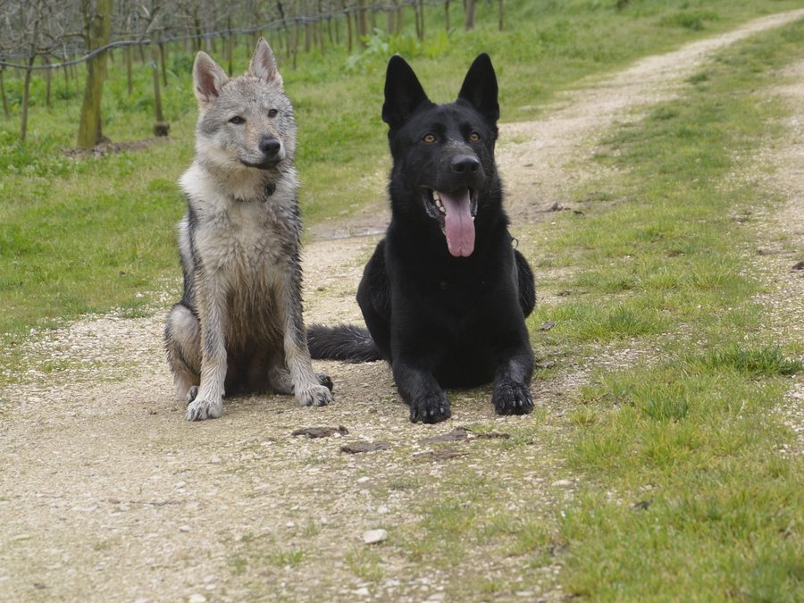 Freya and Griffon &mdash; the SilverCoast Paws & Home brand ambassadors