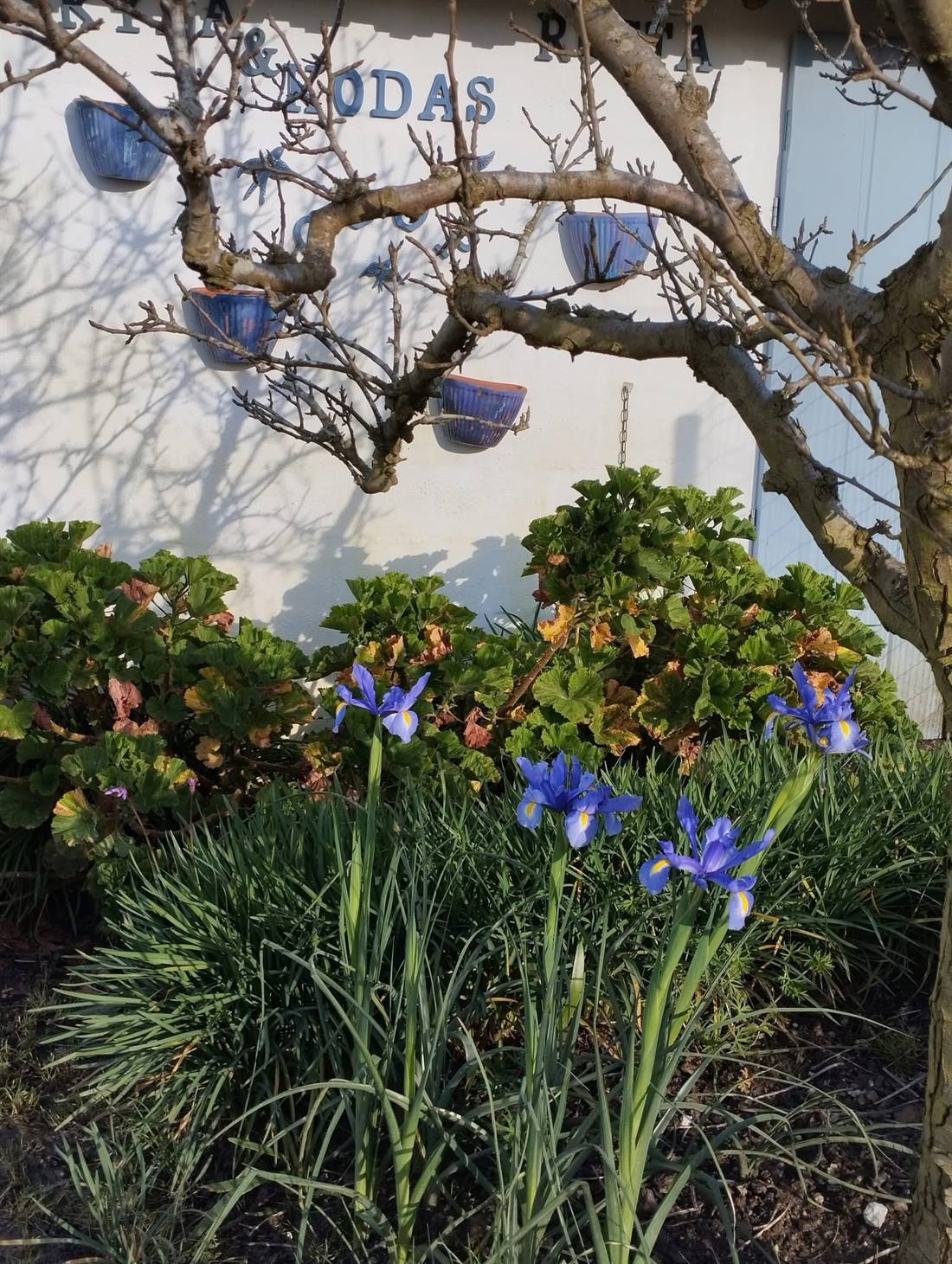 Blue irises and pelargoniums in front of a white wall with hanging blue pots on bare tree branches