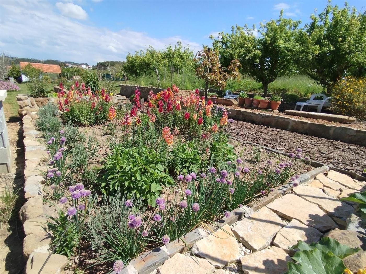 Hand-laid stone retaining wall with a mixed perennial bed of snapdragons, chives and lavender, designed and planted by Ana on the Silver Coast