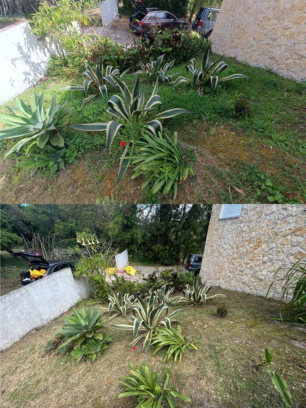 A mass planting of variegated agave and aloe along a Silver Coast garden border, before and after a tidy-up by Debbie Sterrenberg
