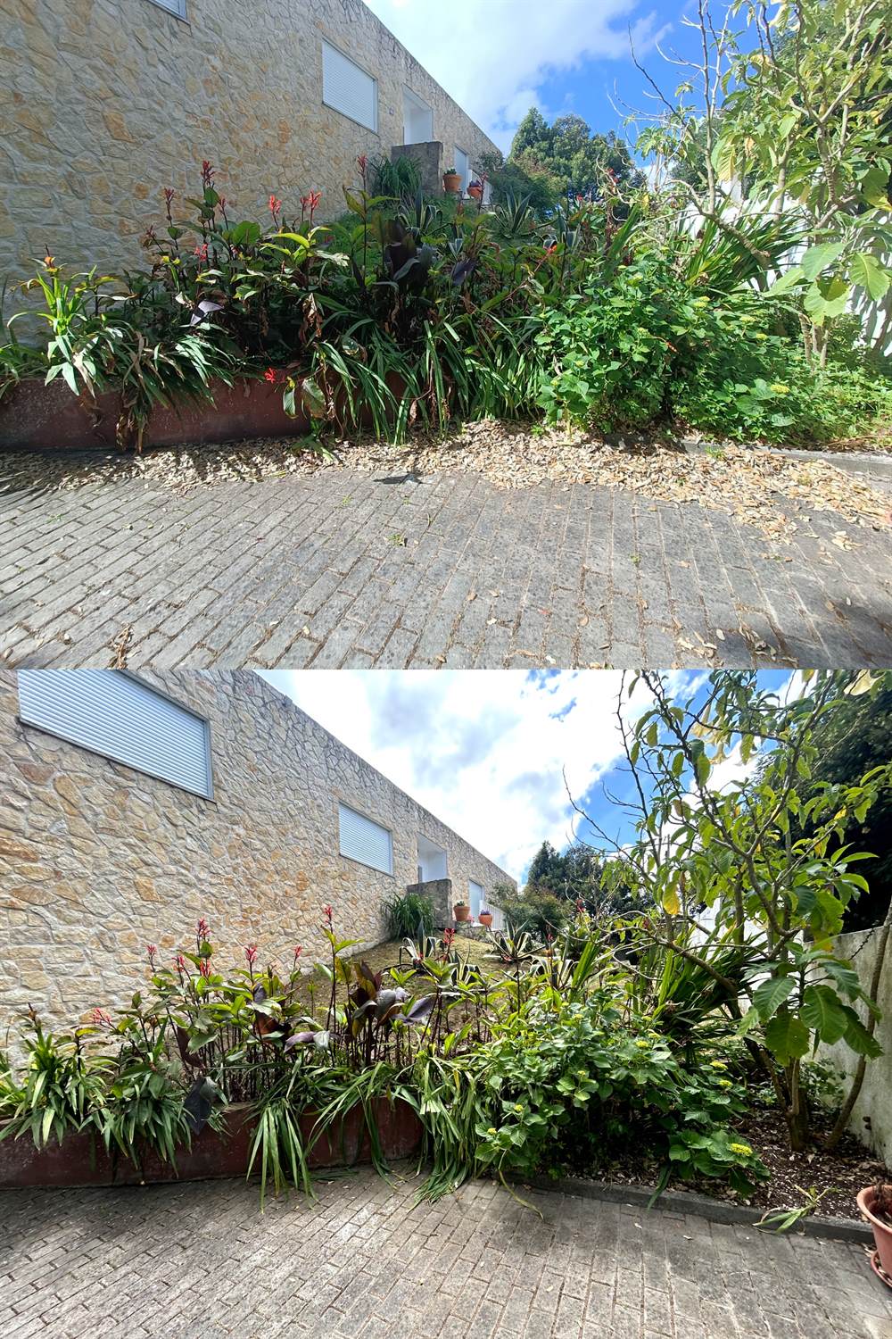 Before-and-after of a Silver Coast garden bed beside a stone wall &mdash; overgrown weeds transformed into a tidy planted bed by Debbie Sterrenberg