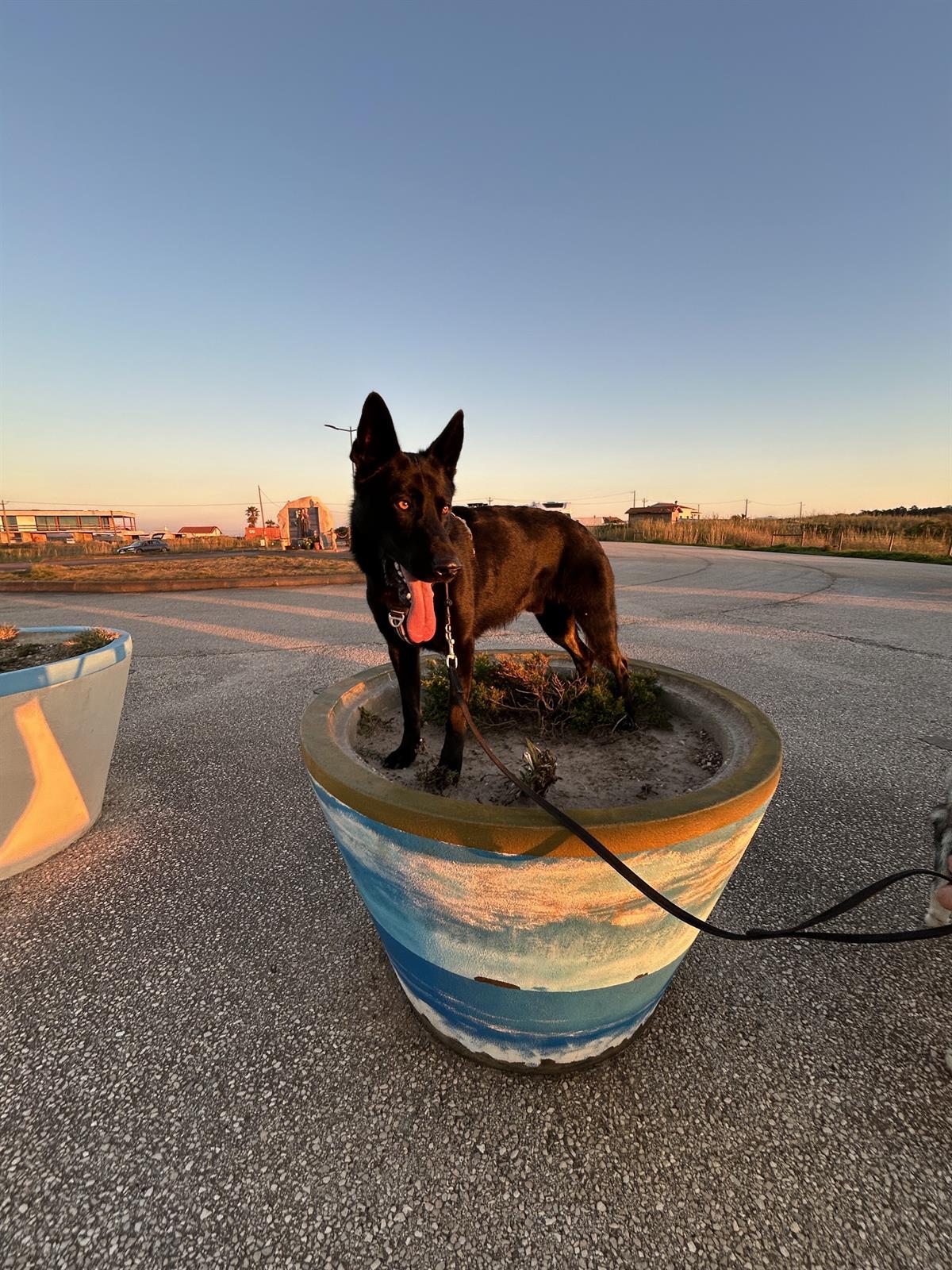 A dark-coated Belgian Shepherd standing inside a colourful painted concrete planter at golden hour on the Silver Coast