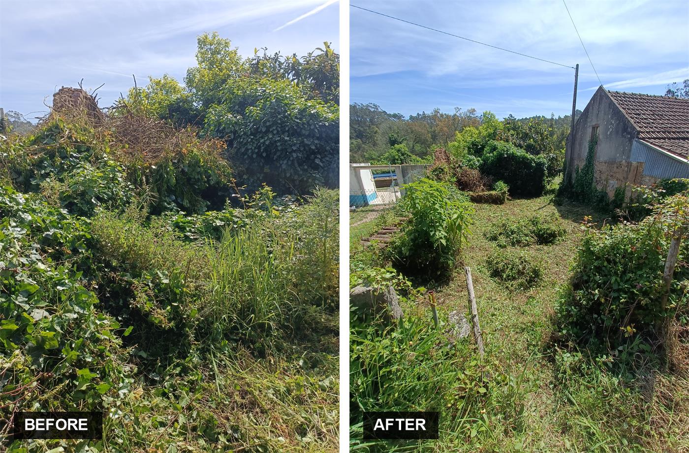 Before and after a Silver Coast garden clearance by Justin Sterrenberg &mdash; on the left an impassable wall of ivy, brambles and weeds; on the right the same property cleared back to open ground with the stone outbuilding revealed